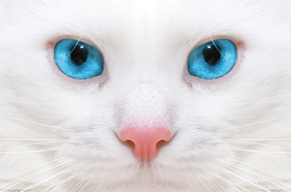 白猫的蓝眼睛图片