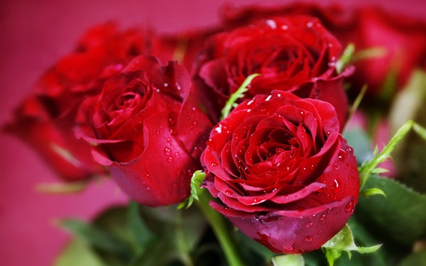 红色浪漫玫瑰爱情背景