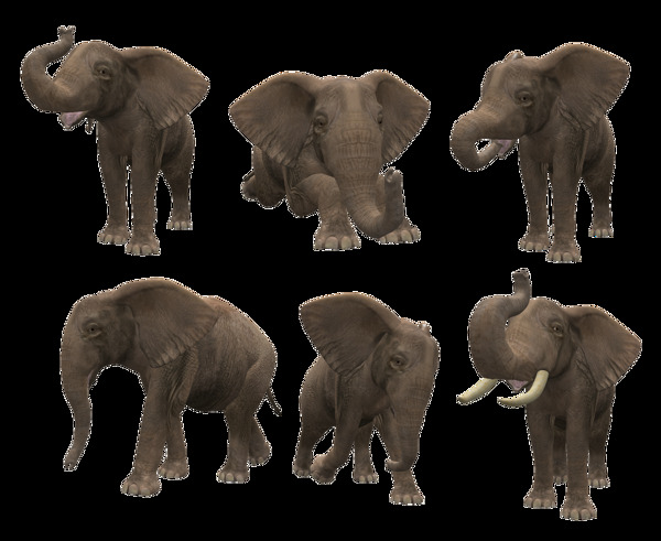 六只大象图片免抠png透明图层素材