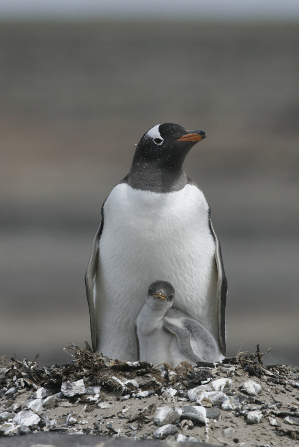 企鹅妈妈与孩子