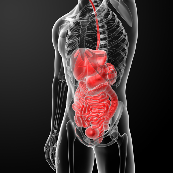 肝脏肠胃结构图片