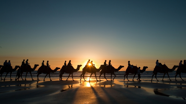 沙漠商队骆驼图片