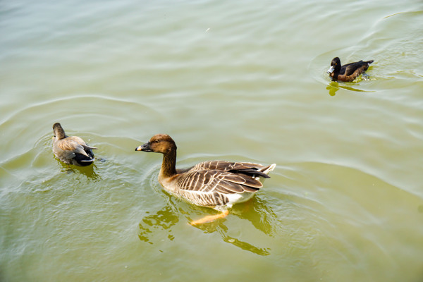 春暖花开池塘里面的鸭子