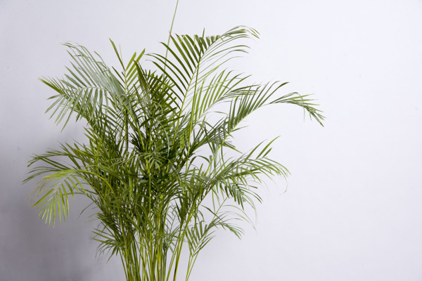 凤尾竹植物图片