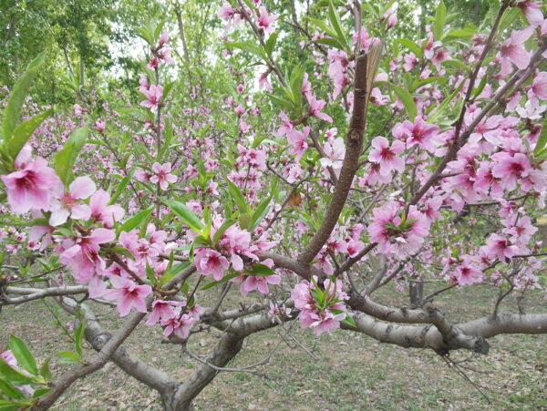 桃花图片