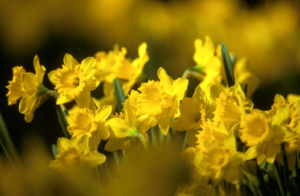 黄色小花背景图片