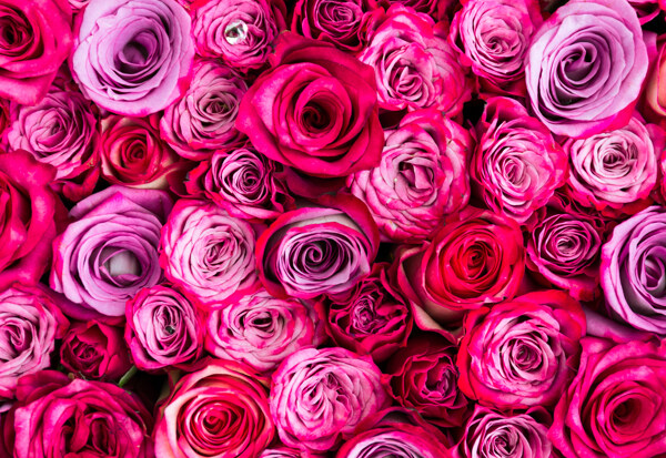 鲜艳玫瑰花背景图片