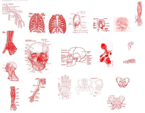 人体骨骼手部肌肉图片