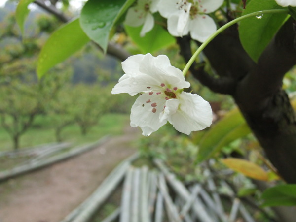 梨花白色的梨花图片