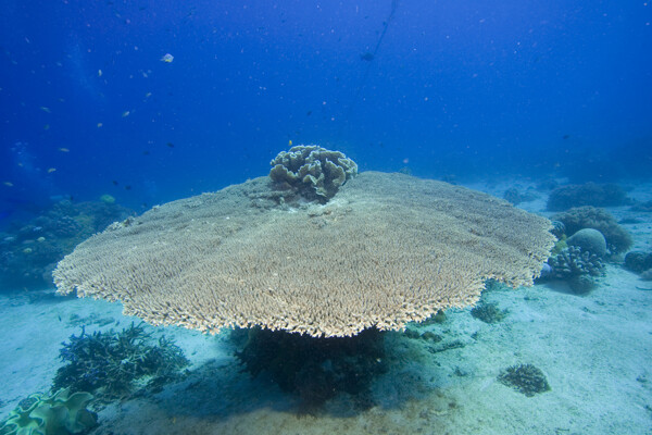 蘑菇型珊瑚礁
