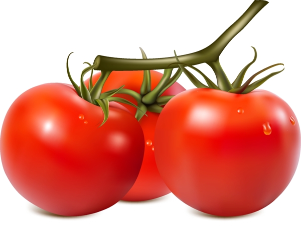 新鲜有机营养西红柿矢量图