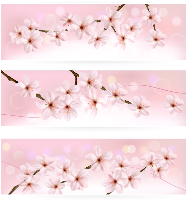 春天樱花背景横幅图片