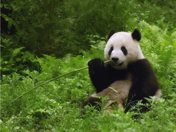 中国大熊猫吃竹子失量图
