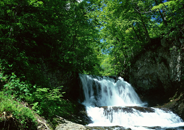 树植物水风景