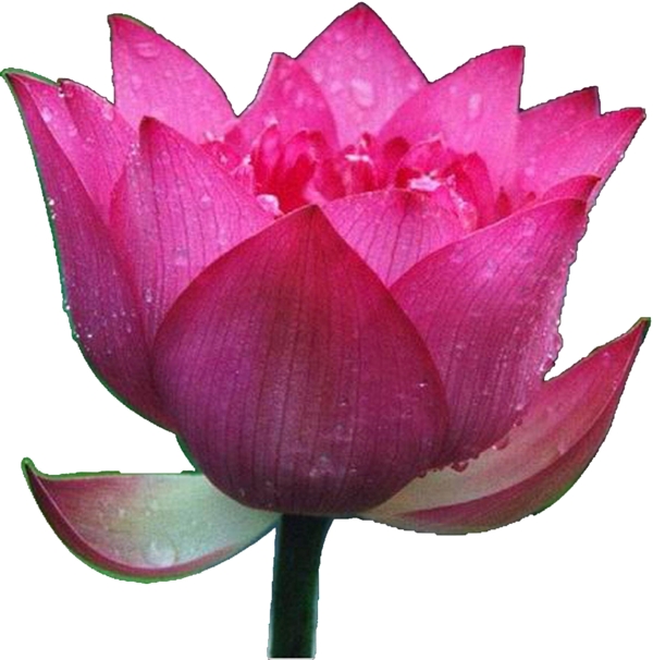 荷花素材