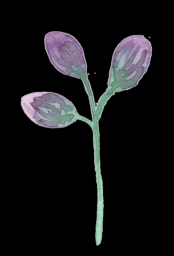 三个紫色花苞透明素材png