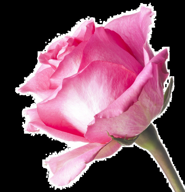 粉色绽放玫瑰花png元素
