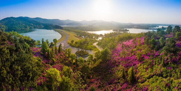 漫山杜鹃花