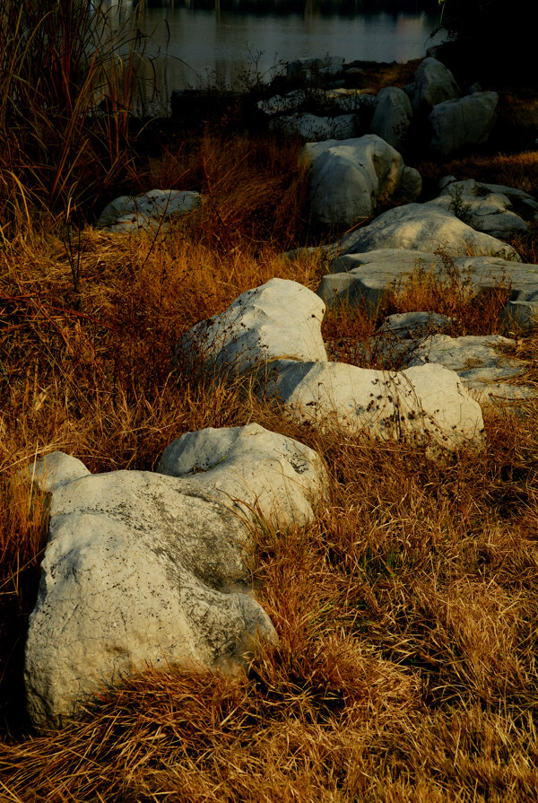 湖畔枯草中的岩石图片