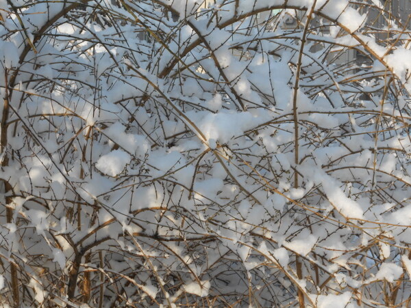 树枝上的雪