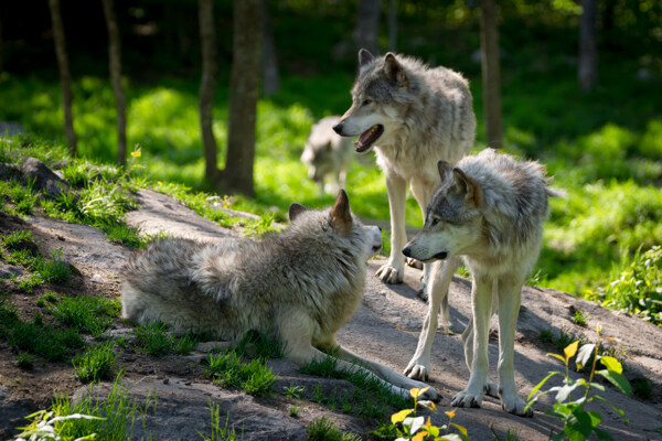 森林里的狼摄影图片