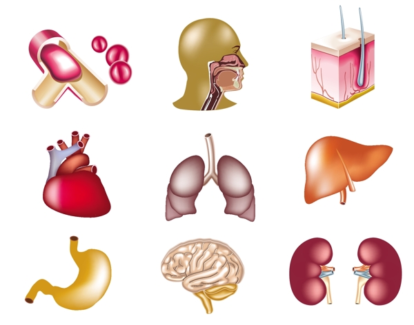 人体器官矢量图