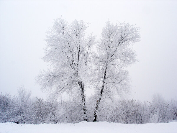 伊犁雪景图片