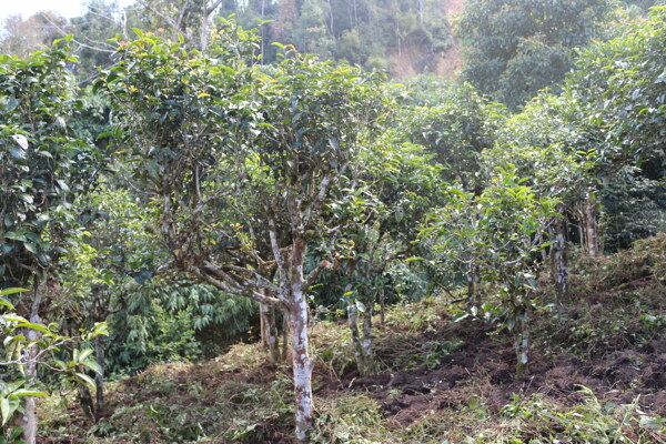 生态茶园茶园茶山茶图片