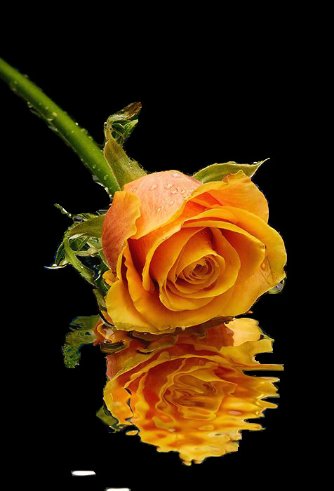 两朵黄玫瑰花素材图片
