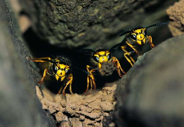 大黄蜂昆虫图片