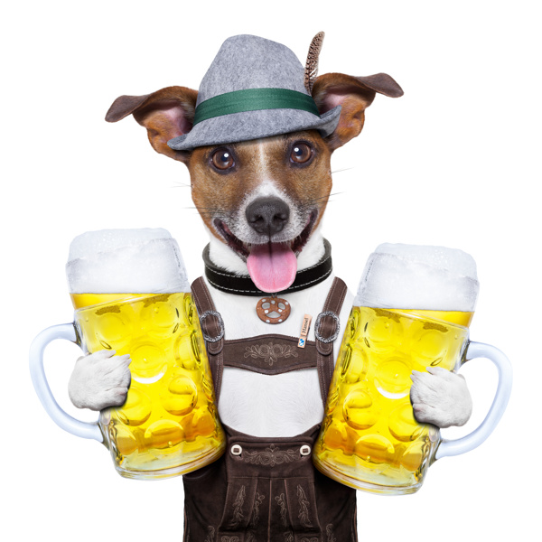 抱着啤酒杯子的狗狗
