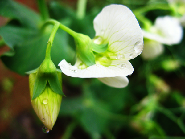 春雨中的洁白的白菜花图片