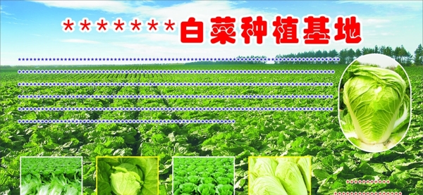 白菜种植基地底图非高清图片