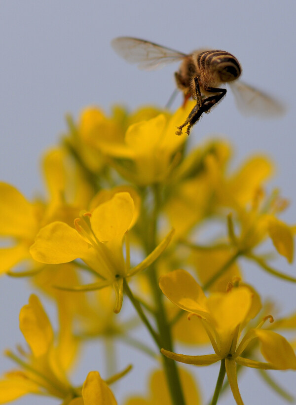 飞舞的蜜蜂图片