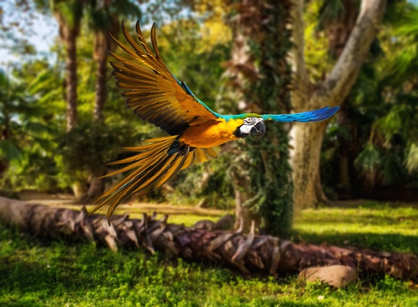 树林里飞翔的鹦鹉