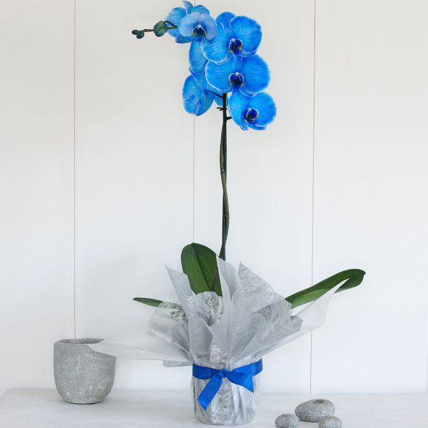 蓝色花盆栽兰花图片