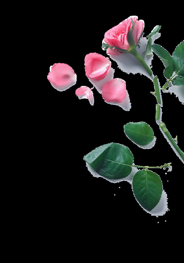 粉色玫瑰花瓣素材图片