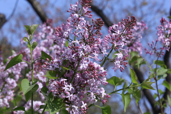 丁香花