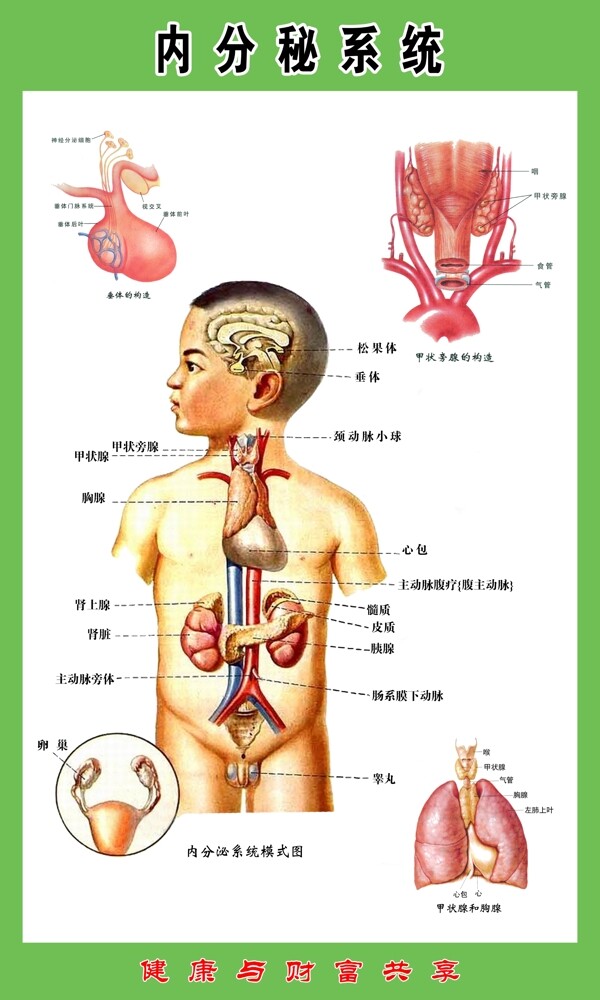 内分泌系统图片