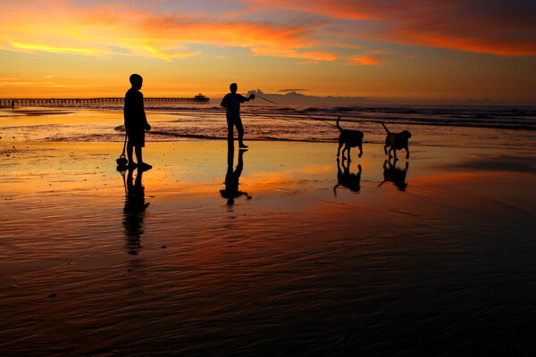 海滩溜狗图片
