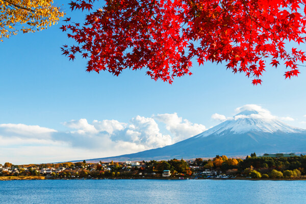 红色枫叶下的富士山图片