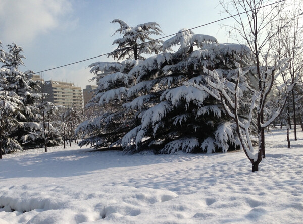 唯美冬天雪松图片