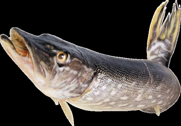 张嘴的鱼图片免抠png透明图层素材