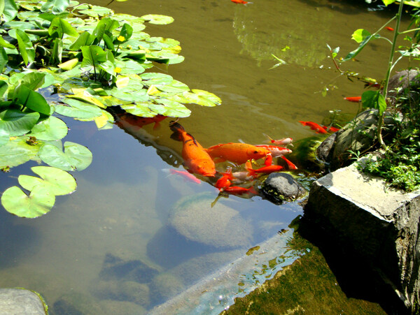 树植物水风景