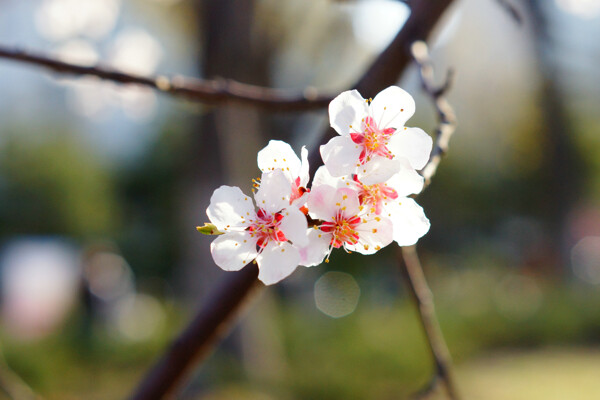 桃花图片