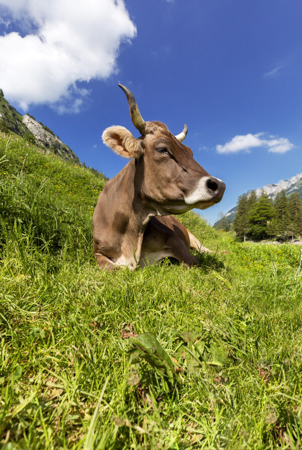 趴在草地上的牛