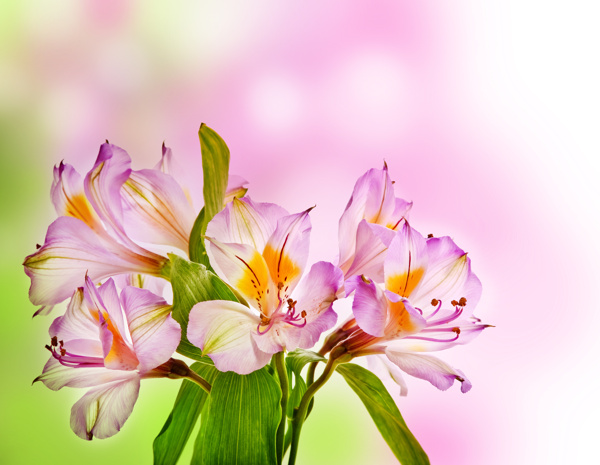 紫色浪漫春天鲜花图片