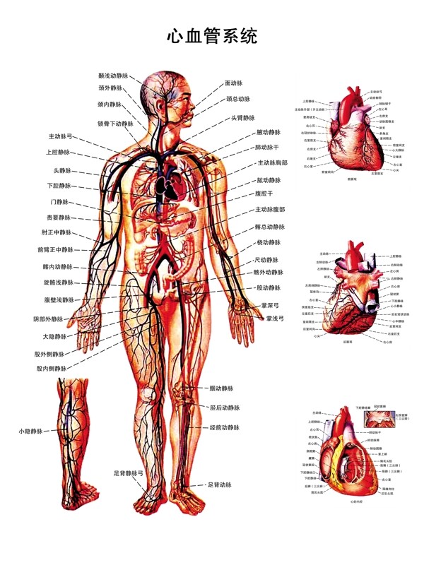 心血管系统解剖图PSD图片