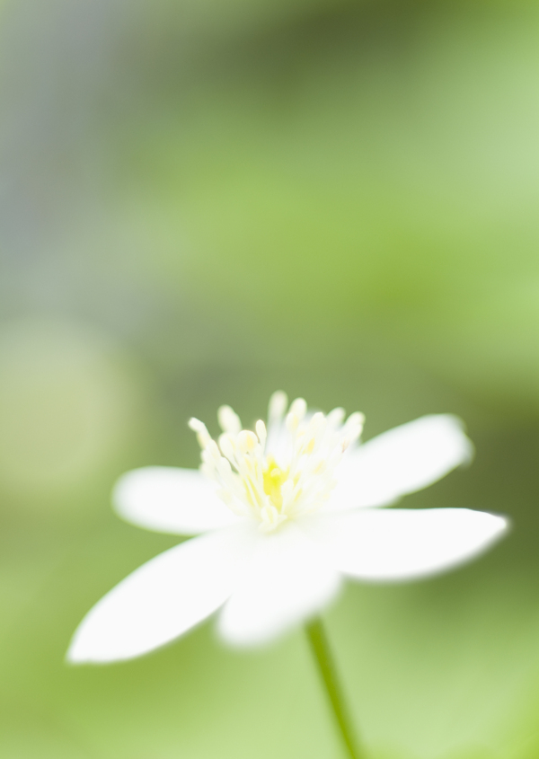 梦幻鲜花背景素材图片