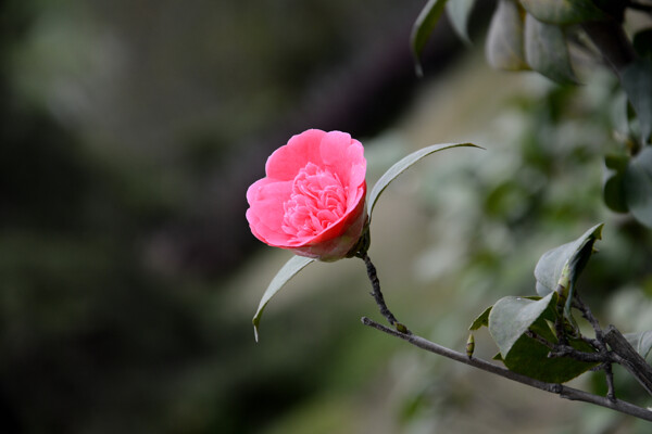 茶花图片